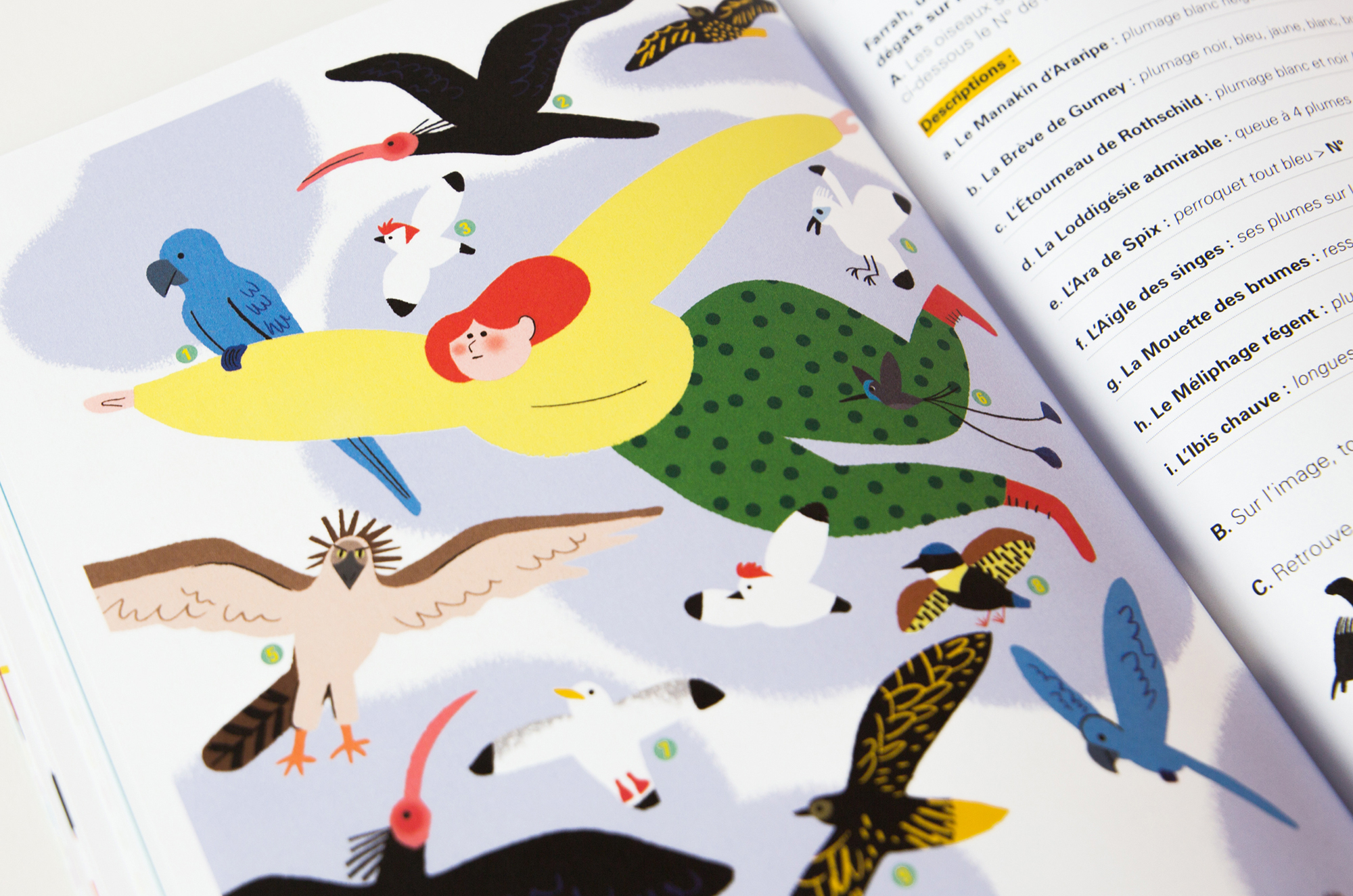 N° Oiseau N° Oiseau