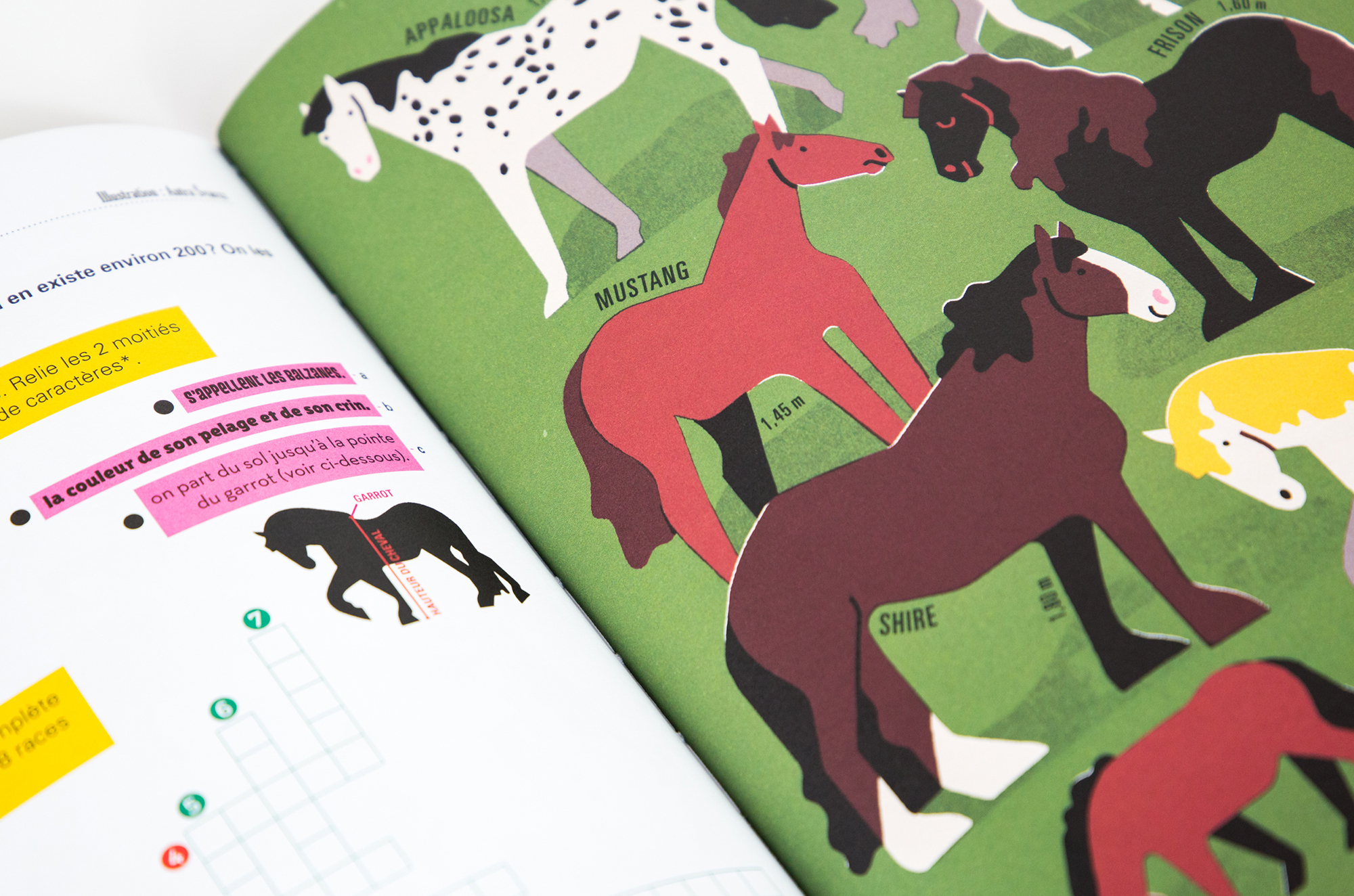 N° Cheval N° Cheval