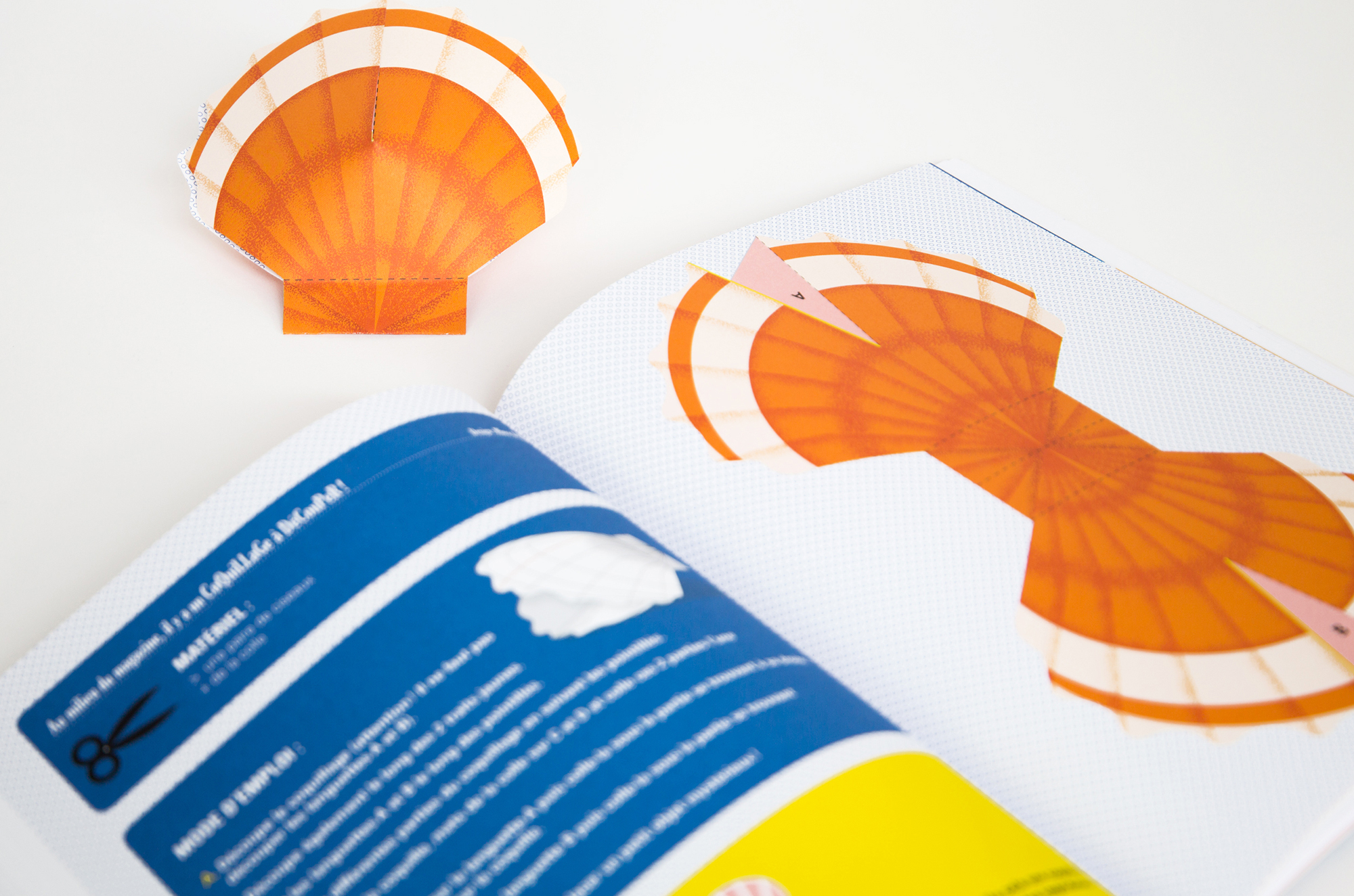 N° Coquillage N° Coquillage