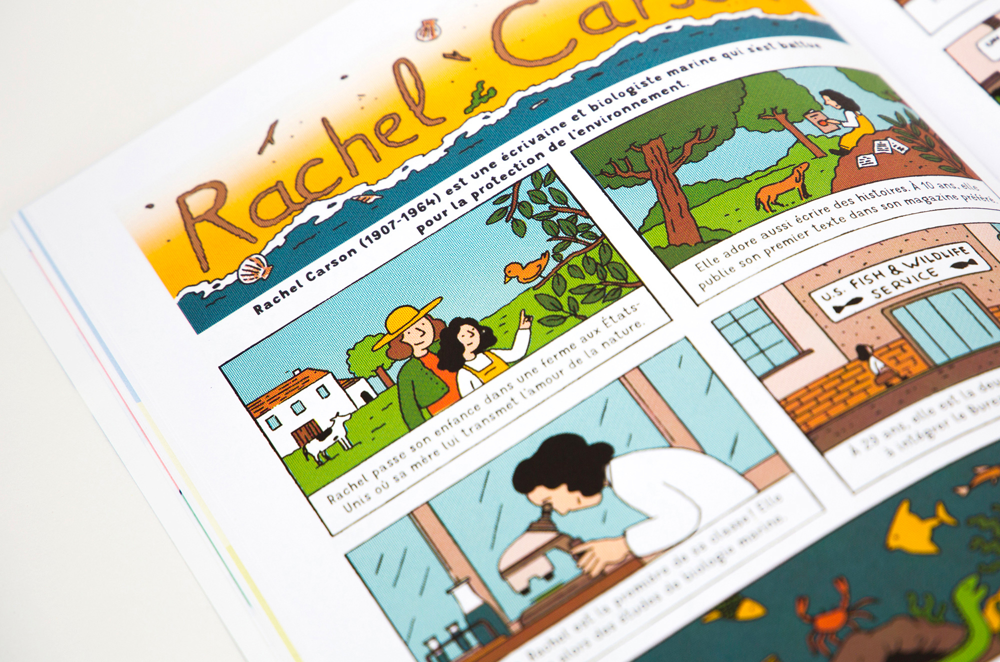 N° Coquillage N° Coquillage