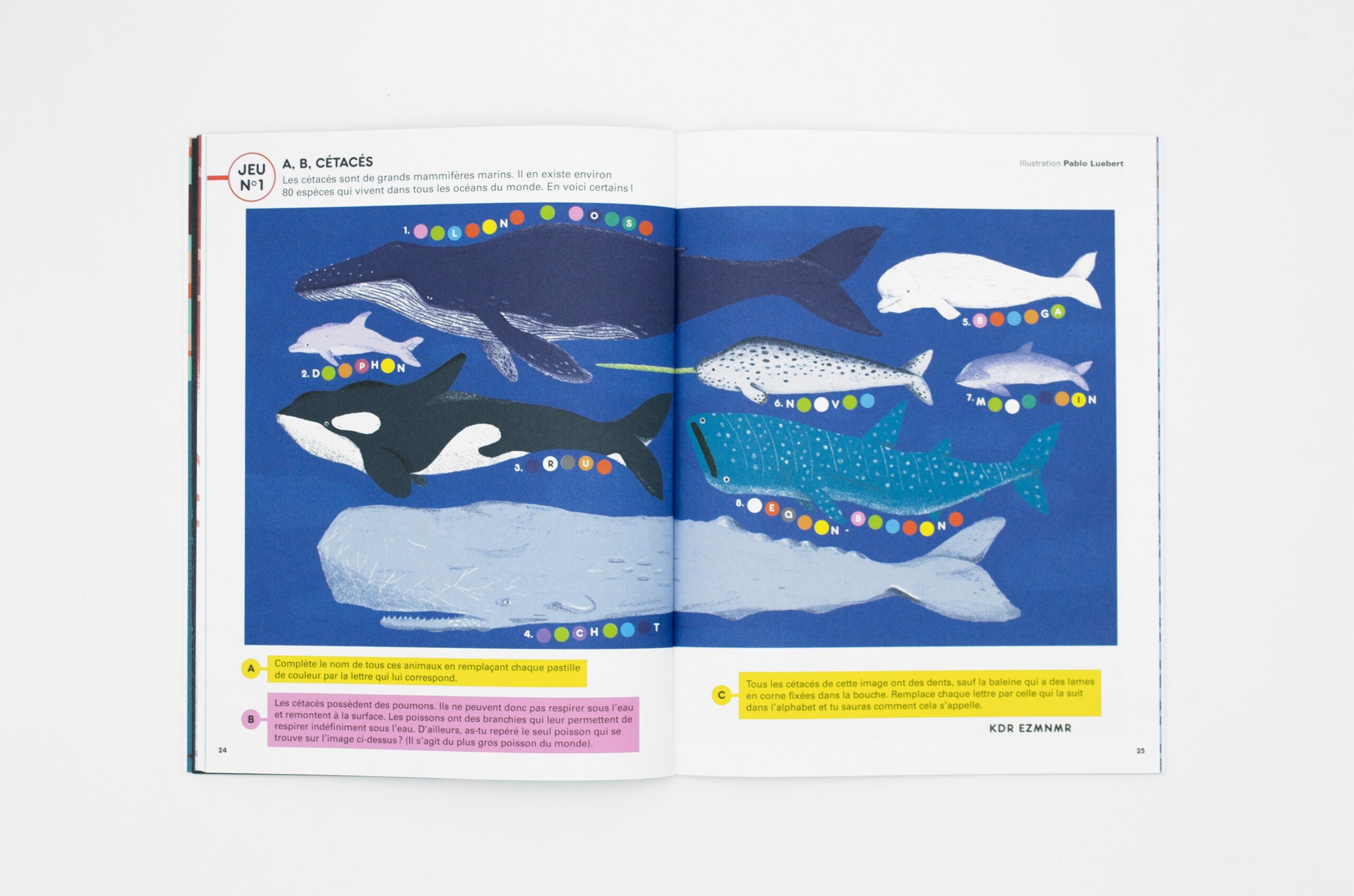 N° Baleine N° Baleine